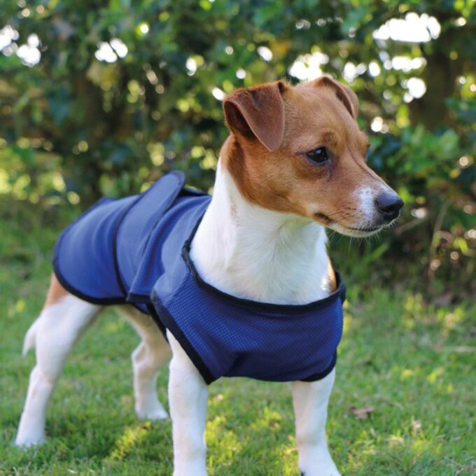 Dog Cooling Coat Pets and Lifestyle