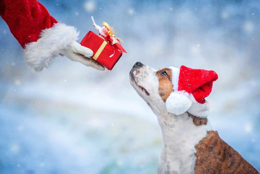 The Ultimate Gift Guide for Dogs