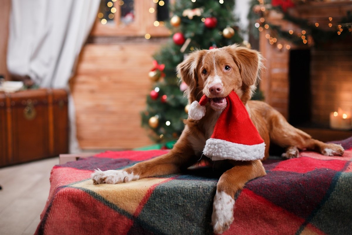 Top Safety Tips for Dog Owners This Christmas