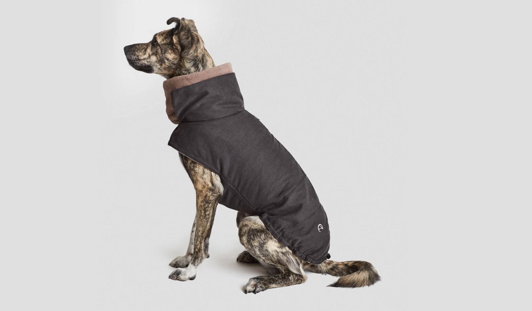 Should Dogs Wear Raincoats?