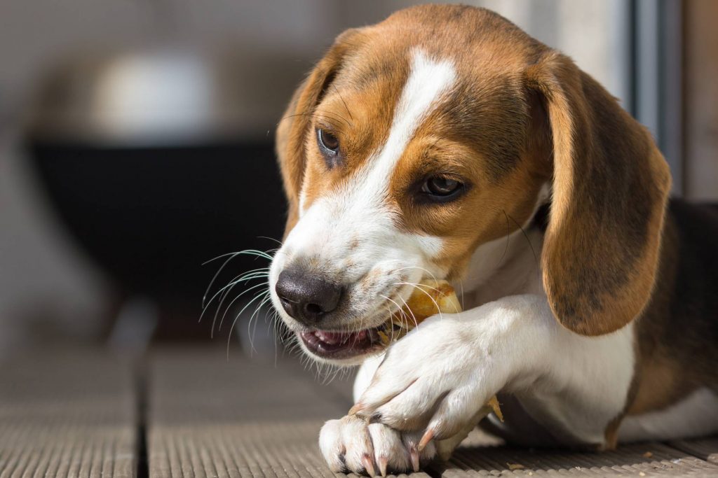 Why Are Healthy Dog Treats So Important?