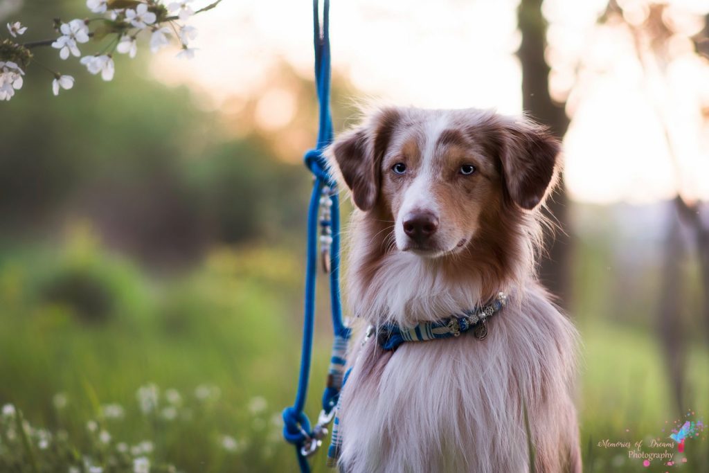 Dogs in the Heat: How to keep them Happy this Summer