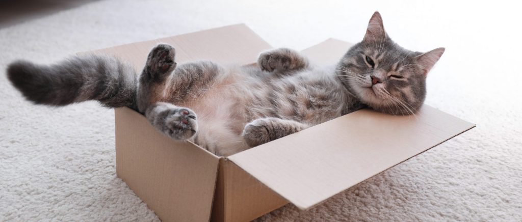 Top Tips for Creating a Cat-Friendly Environment