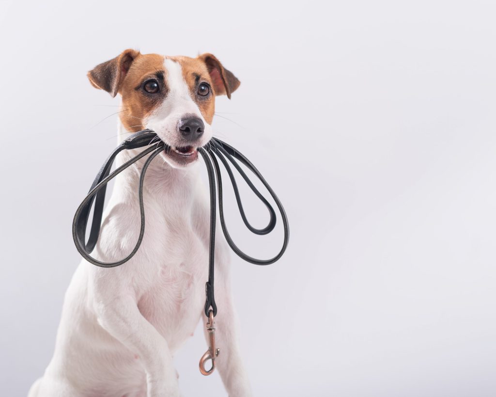 Top 3 Reasons Why A Dog Lead Is Important