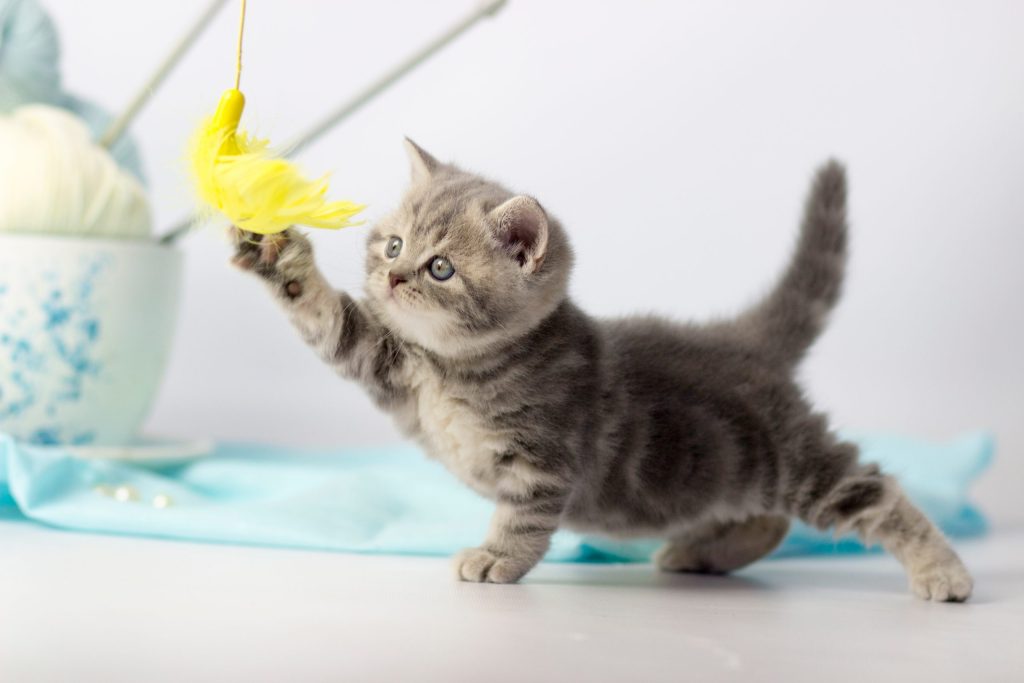 How to Keep Your Cat Stimulated: Sensory Playgrounds
